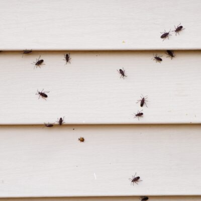 8 Ways to Get Rid of Boxelder Bugs