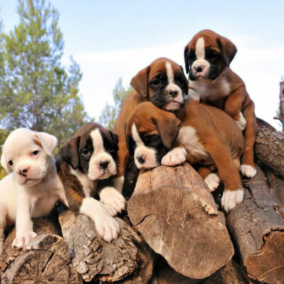 How is pricing done in the case of boxer puppies sale?