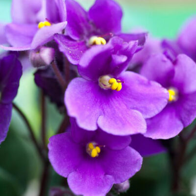 How to care for your African Violets