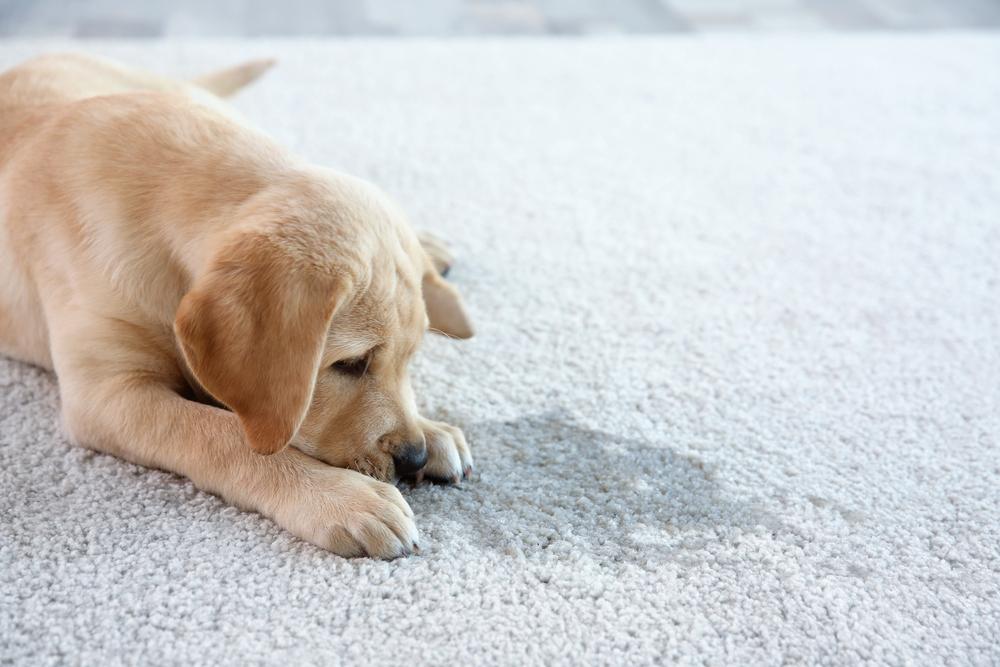 Pet Stain Removal Techniques You Can Try at Home