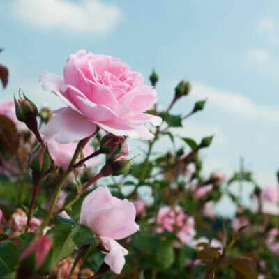 Right way to prune your rose bushes