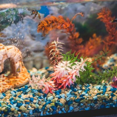 Things to Consider Before Buying an Aquarium