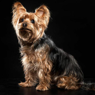 Things you need to find out about a Yorkie on sale