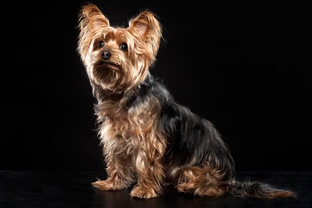 Things you need to find out about a Yorkie on sale