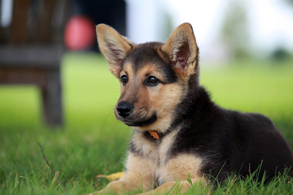 Things you need to know about a German shepherd puppy