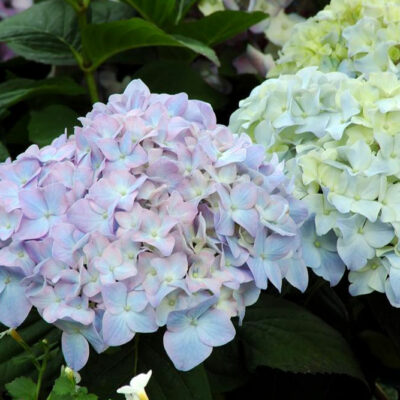 Tips on how to plant and take care of hydrangea plants