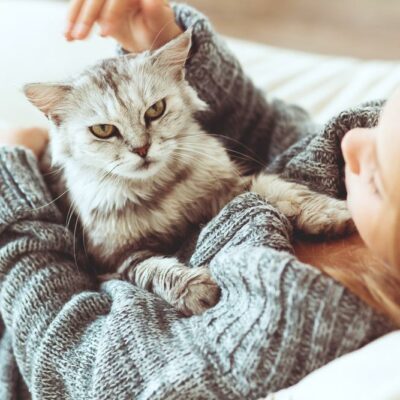 Top 5 Pet Accessories for Your Cat