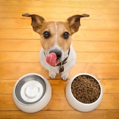 3 Best Dog Food Brands For Growing Puppies