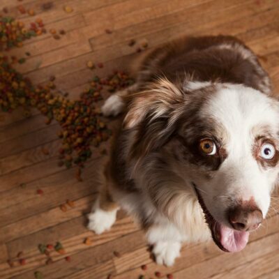 5 Best Premium Dog Foods For Your Puppy