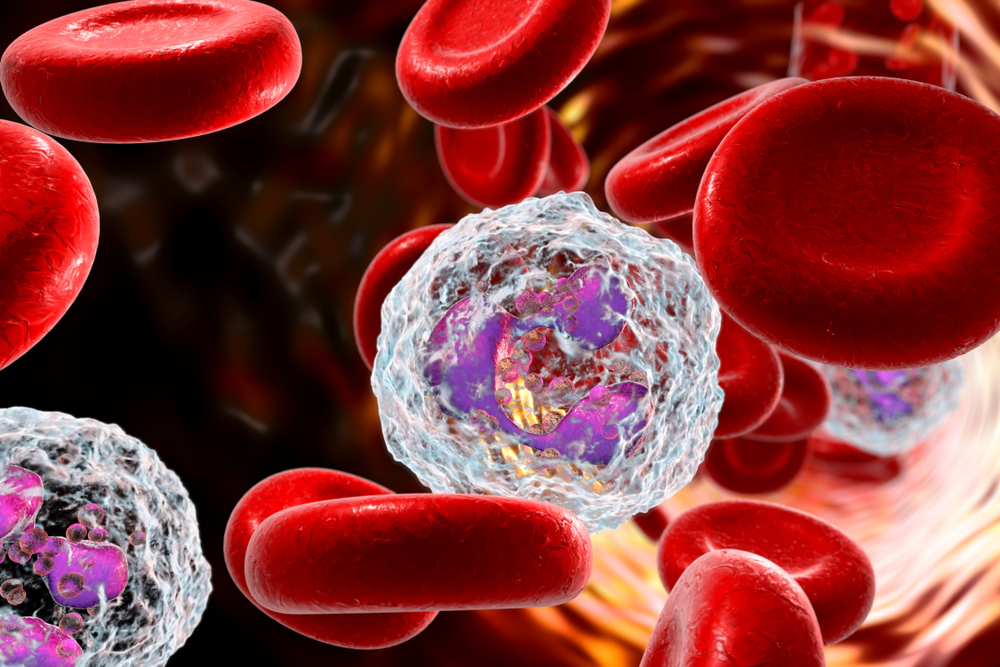 All About Neutrophils In The Human Body