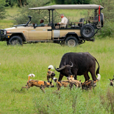 Tips to Help You Plan Your First Botswana Safari