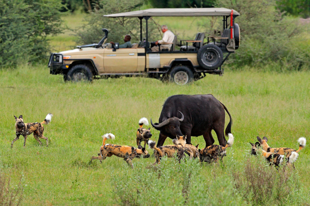 Tips to Help You Plan Your First Botswana Safari