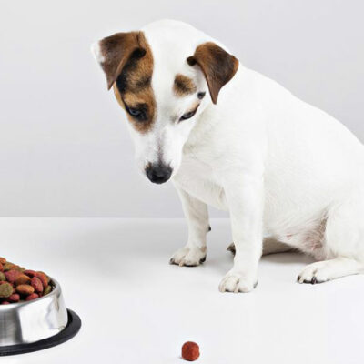 Top Brands of Wet Dog Food