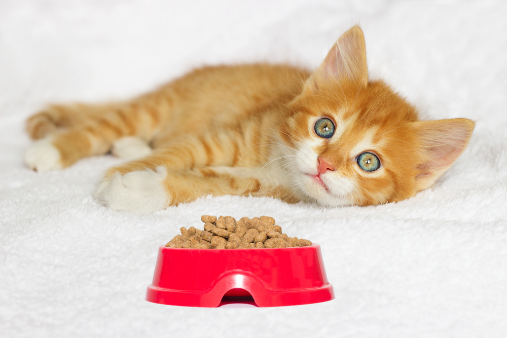 4 Questions To Ask While Buying Dry Cat Food