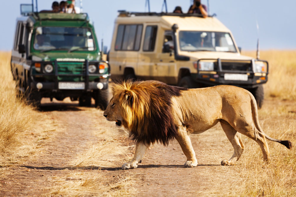 8 Best Safari Tours in Africa