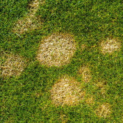 Types and Benefits of Lawn Dressings Explained